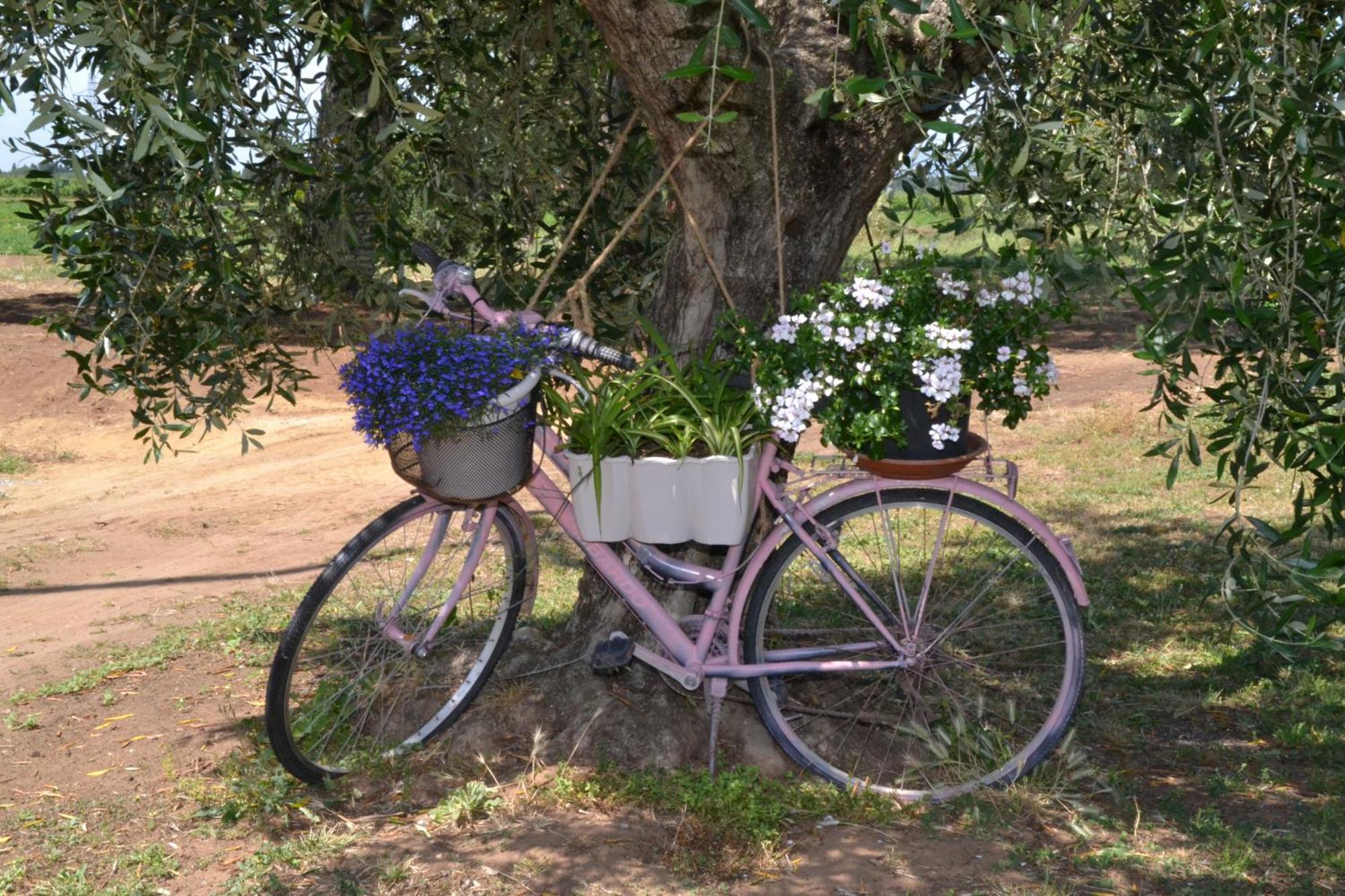 Hotel La Mimosa Bolgheri Exterior foto